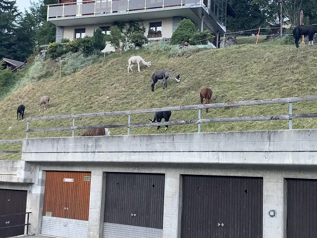 Anand Pareek_Hotel Bellwald_Bellwald_recensione