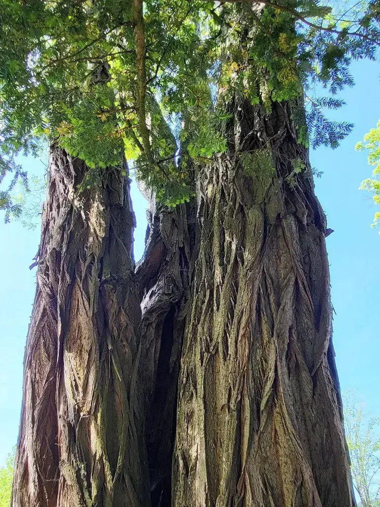 Markus Hoser_Krone_Leuk_review