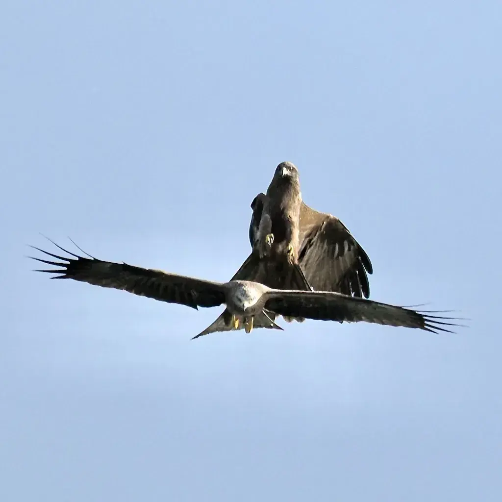 Sebastian Reiz_Restaurant Chez Paul_Le Bouveret_review