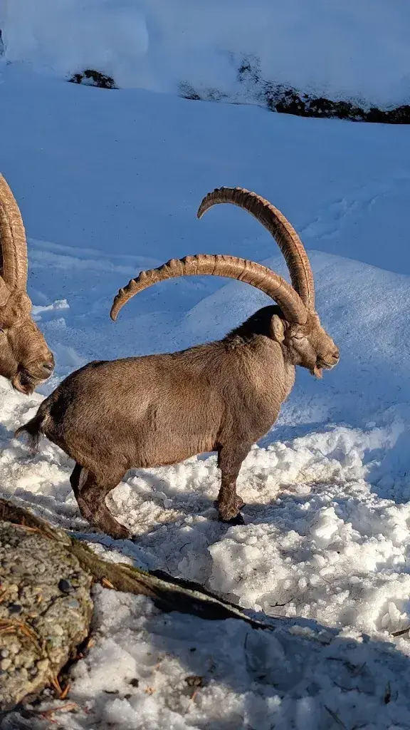 Claude PixelOn_Zoo et piscine des Marécottes_Marécottes_review