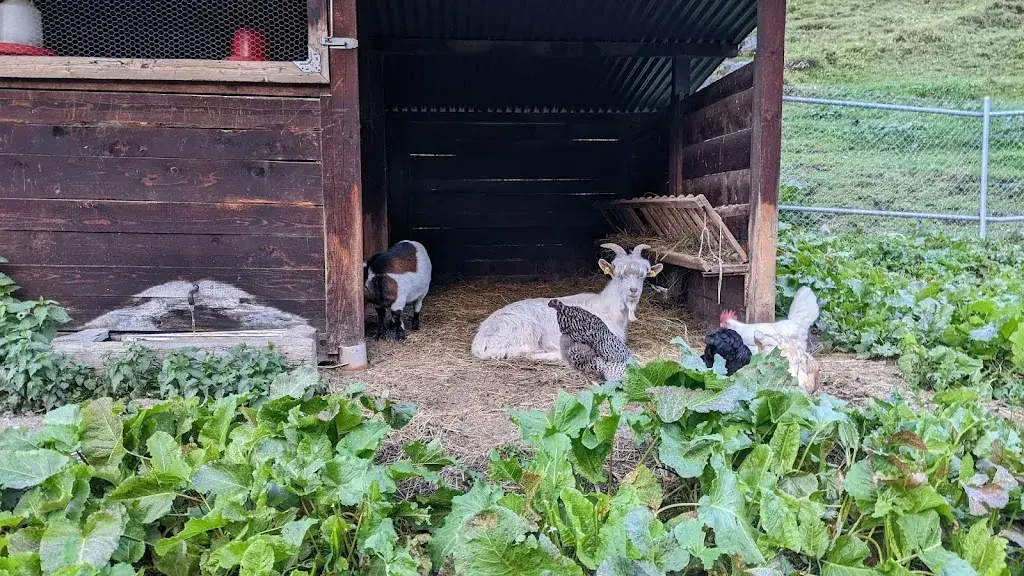 Lorenzo Gaborini_Restaurant Relais de la Tzoucdana_Zinal_recensione