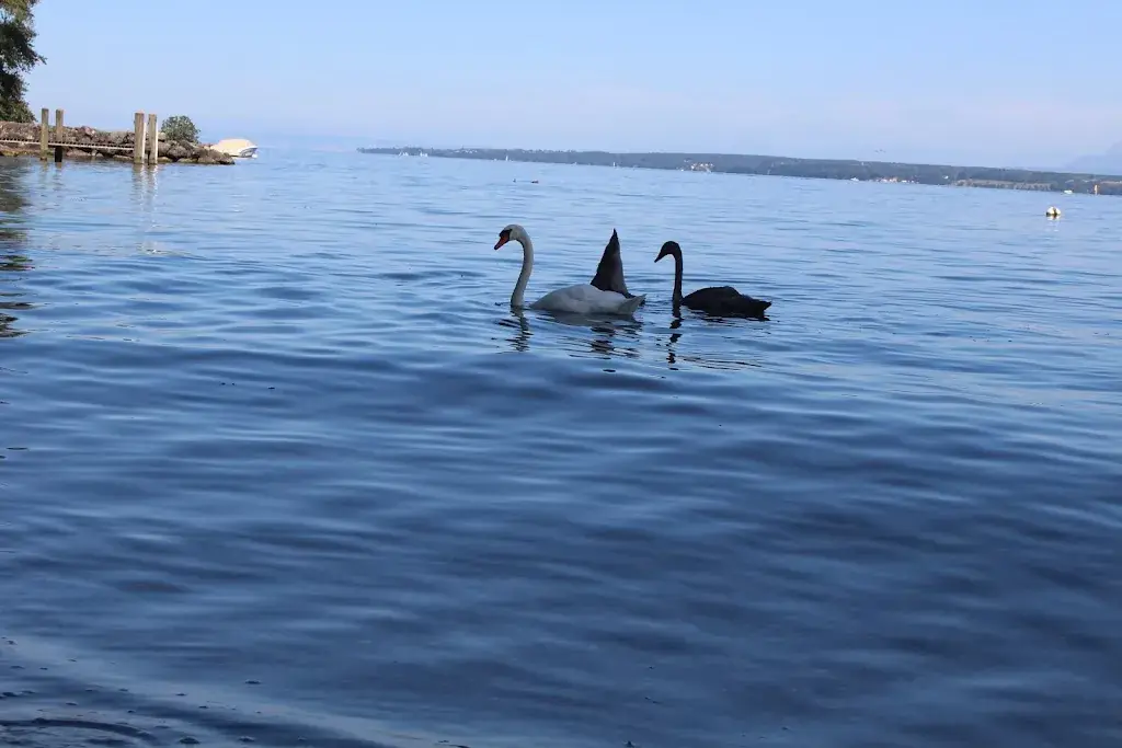 Brid_Buvette de la Plage Tannay - Restaurant terrasse_Tannay_review