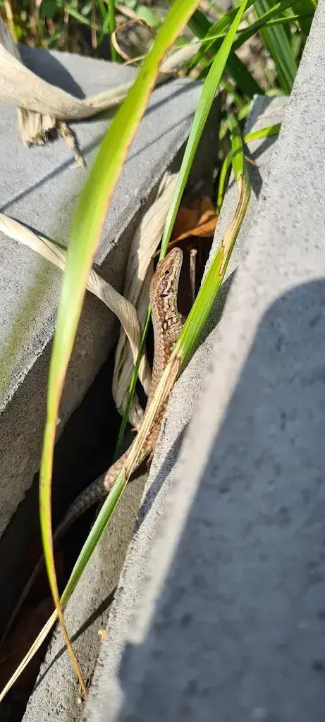 Diana L._Gasthaus zur Tanne_Mastrils_Bewertung