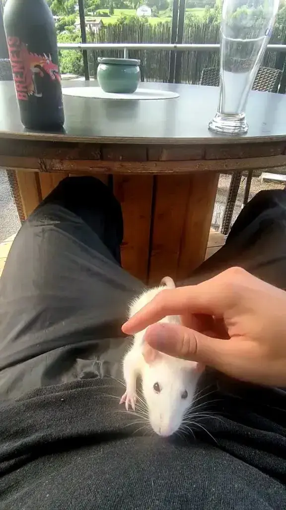 Bjarke_Brasserie des Brenets_Les Brenets_review