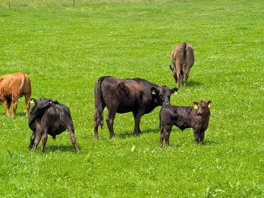 Thomas Kaupert_Restaurant des Poneys Maurice Perrin et Fils_Les Ponts-de-Martel_review
