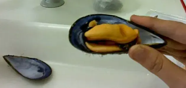 Axénia B._Au pied de cochon_La Côte-aux-Fées_recensione