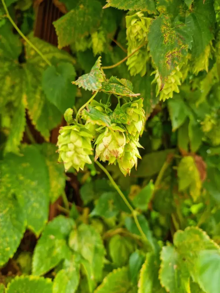 Menu_biere du lac_Confignon_imagen_5