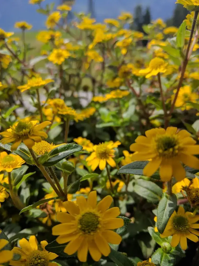 Michaela Juris_Bergrestaurant Käserstatt_Hasliberg_Bewertung