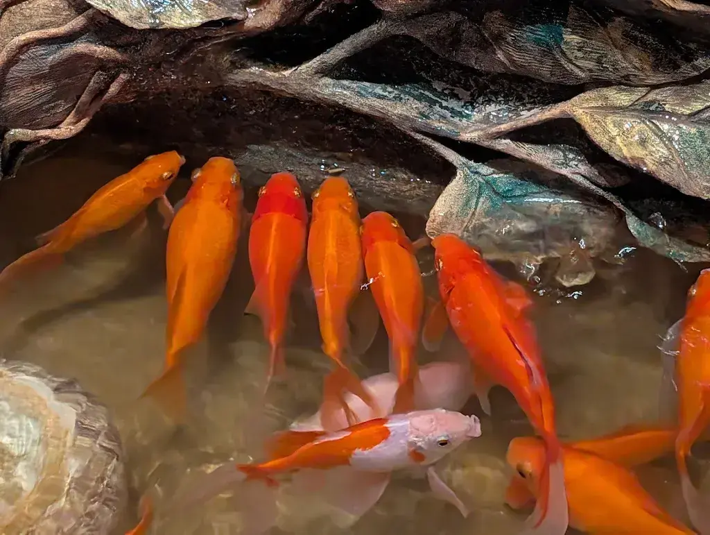 aurore hofstetter_Éléphant Thaï_Péry-La Heutte_review