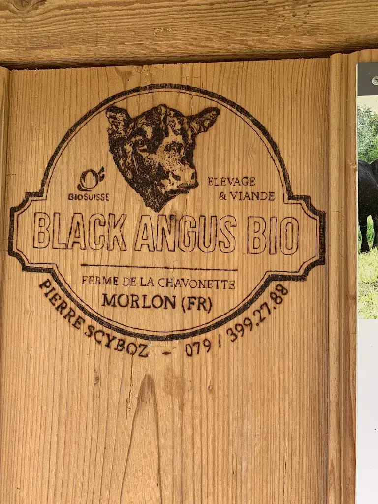 Marc Berner_Goya onda_Morlon_review