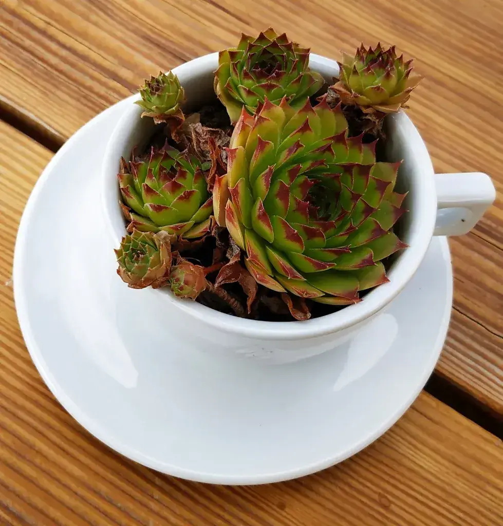 Buffet Jeizinen_Gampel-Bratsch_menu_image_1