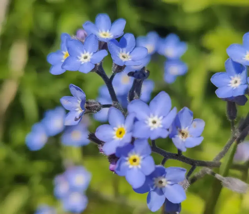OI Linga_Skihütte Chuenisbärgli_Adelboden_review