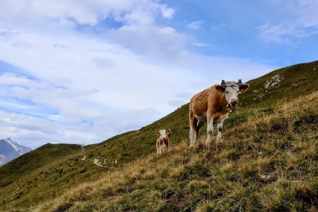Raine Sim_Berghotel Hahnenmoos_Adelboden_review