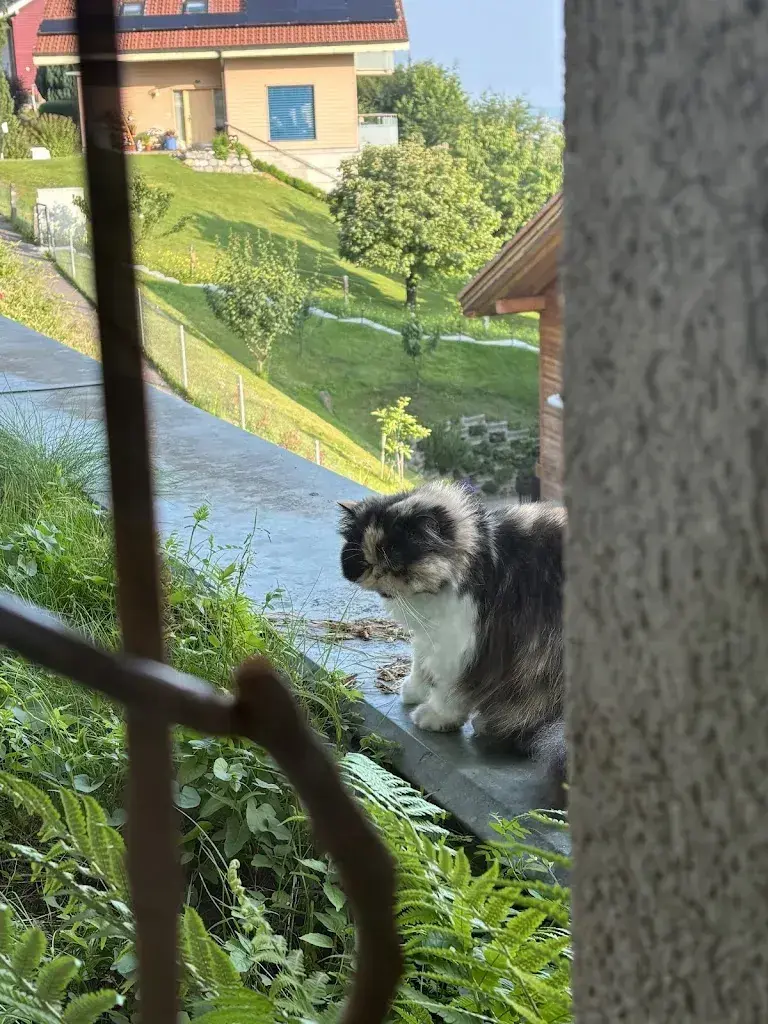 Reagan Amos_Hotel Restaurant Bellevue Bären_Krattigen_avis