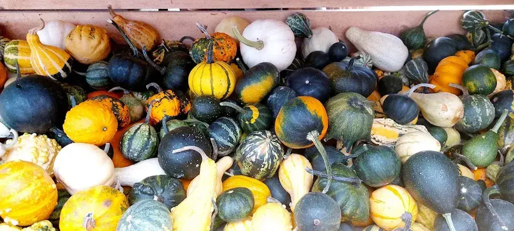 Menu_Saveursauvages, Judith Baumann_Val-de-Charmey_image_2