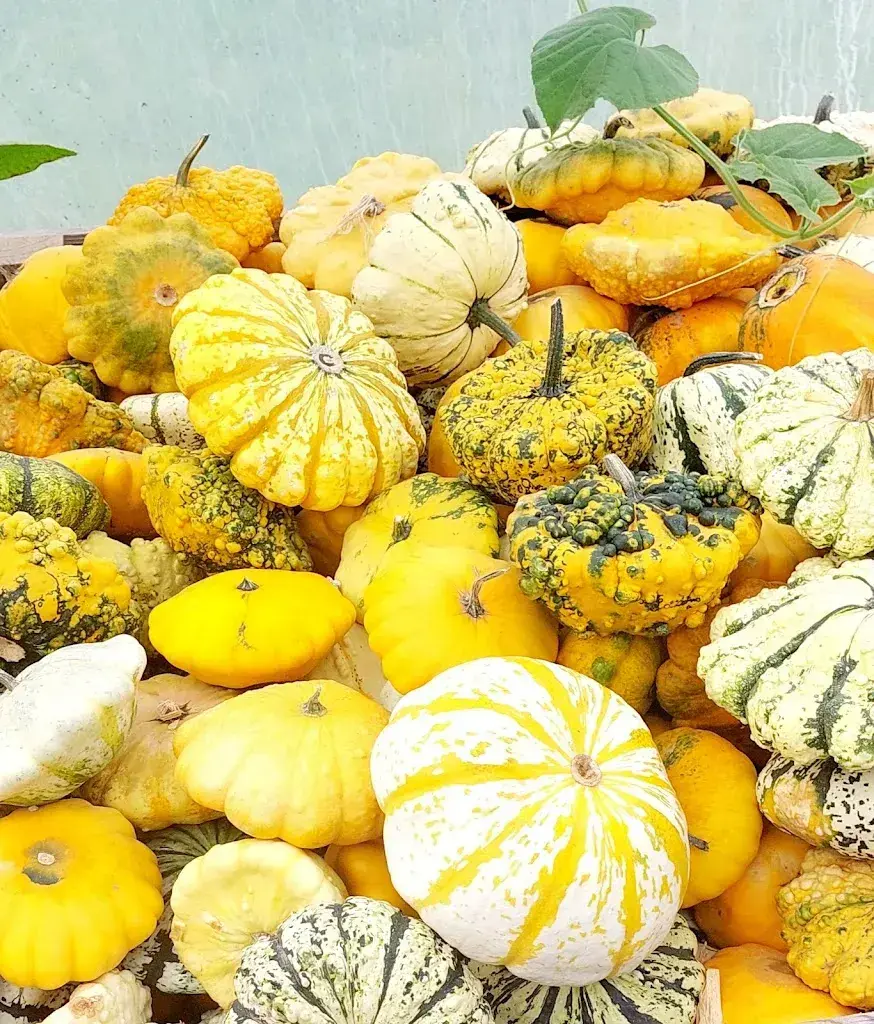 Menu_Saveursauvages, Judith Baumann_Val-de-Charmey_image_3