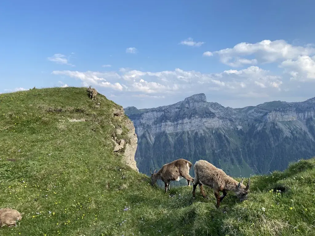 Elise Mervine_Berghaus Niederhorn_Beatenberg_Bewertung