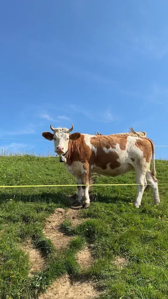 Chinee Loh_Niederhorn_Beatenberg_review