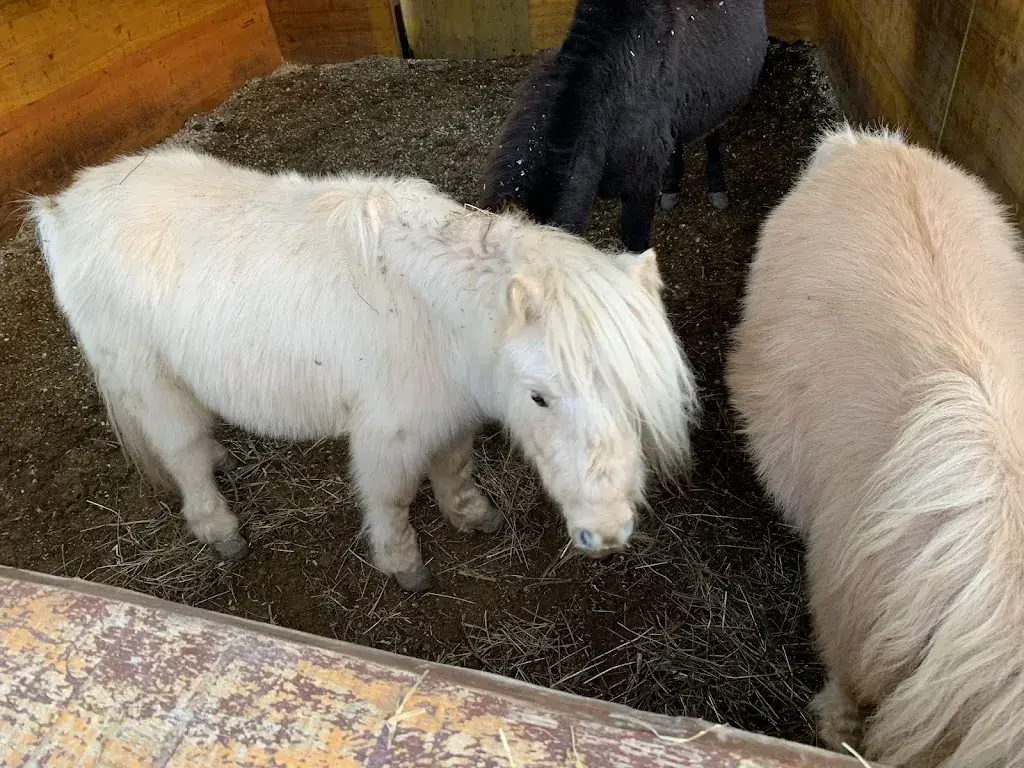 Suman Topal_Eichhof_Brienzwiler_avis