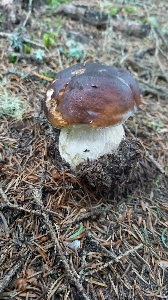 Judy's Restaurant_Wengen BE_menu_image_1