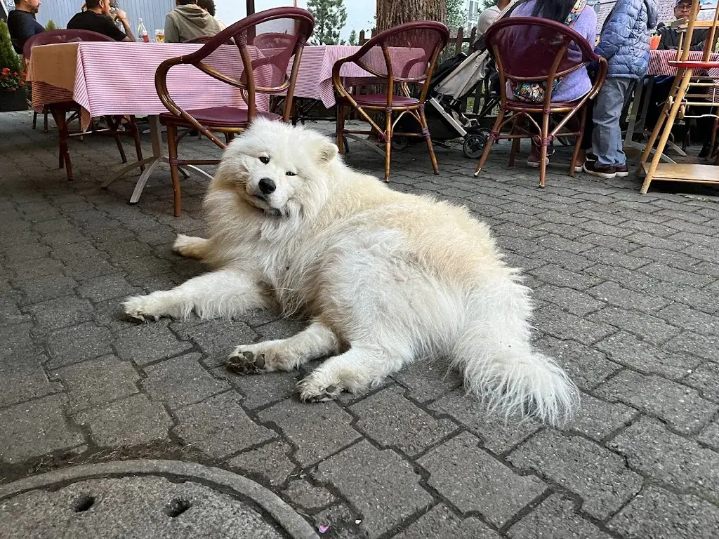 MAC DL_Ristorante Da Sina_Wengen BE_recensione