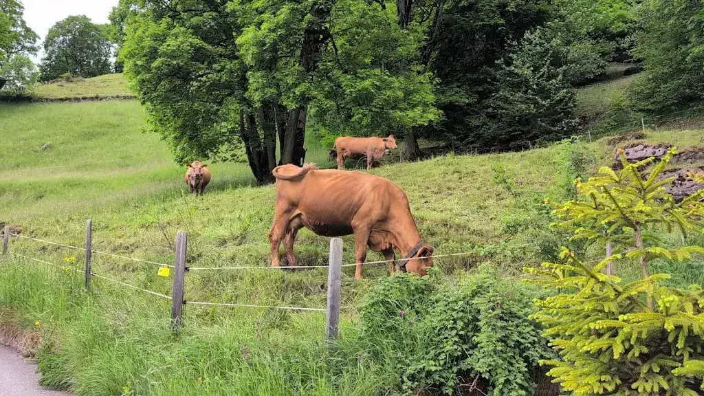Martin Evans_Berghaus_Wengen BE_avis