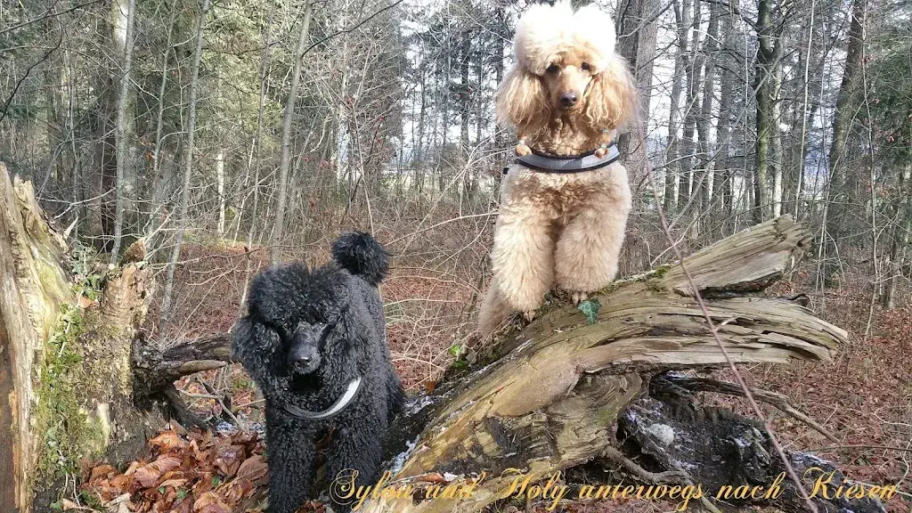 Evelyne H. Bur_Bahnhof_Kiesen_review