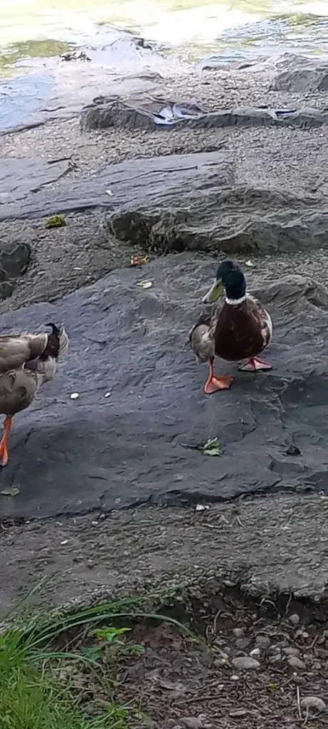 Salim_Autogrill Raststätte Münsingen Ost_Münsingen_review