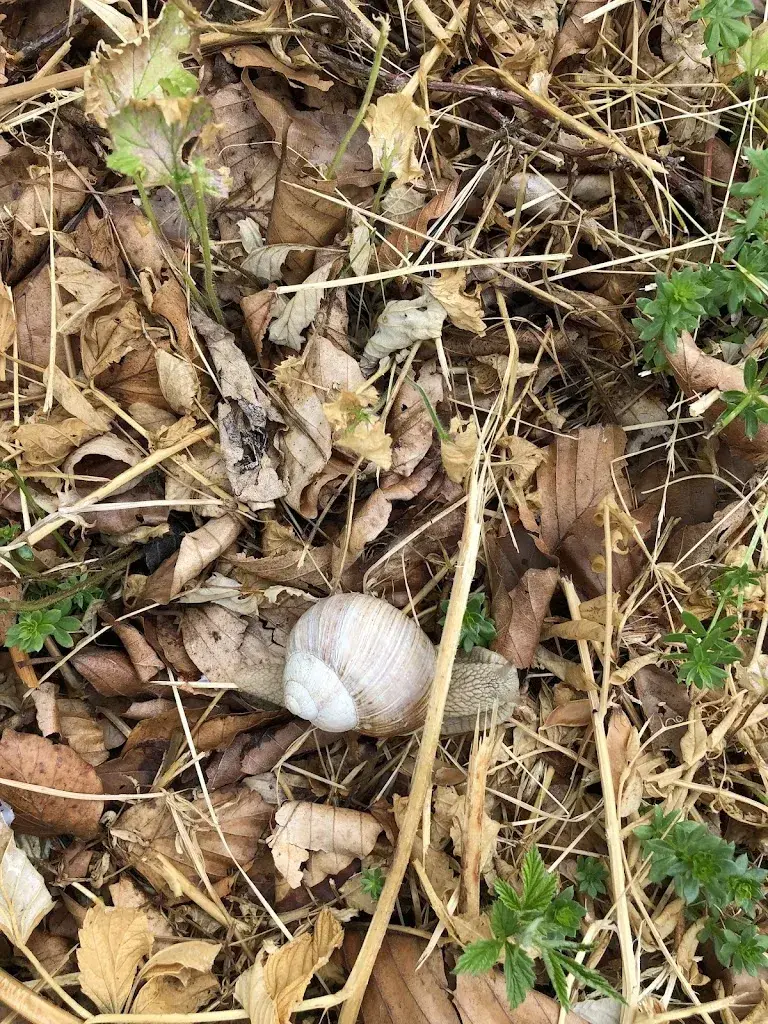 Dandy1Y_Bergerie du Haut_Lamboing_avis