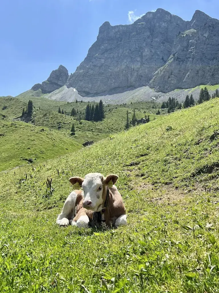 Sonia Gurtner_Alp Grimmi_Schwenden_avis