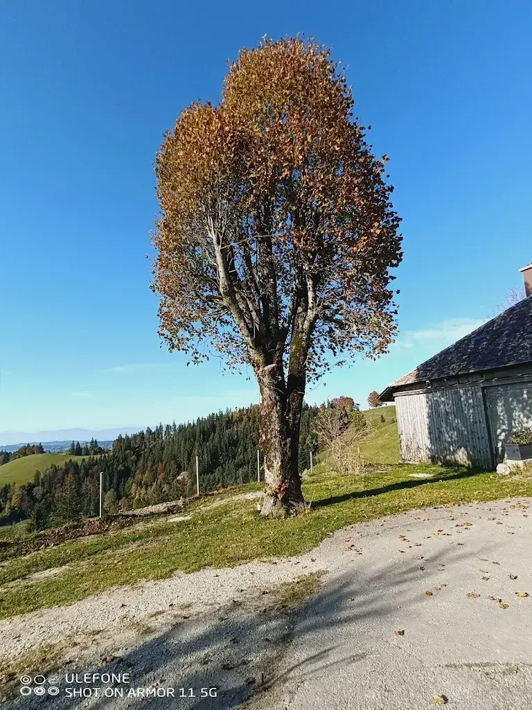 Virtual classroom Homeschooling alternative_Brestenegg_Eriswil_avis