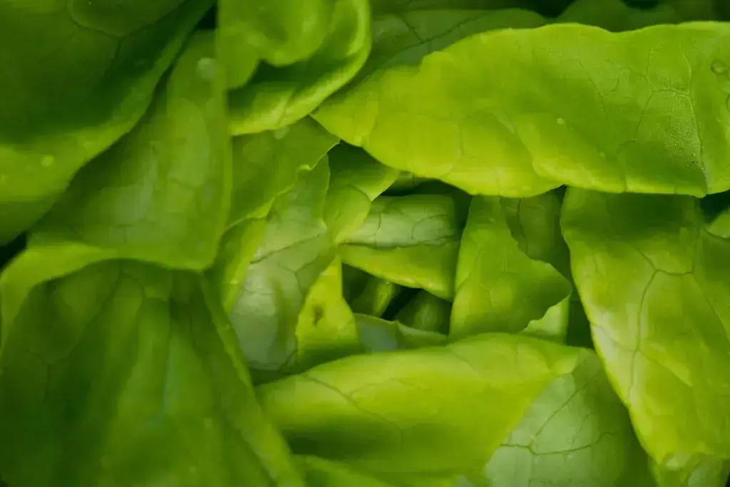 Menu_Restaurant Löwen_Bollodingen_image_9