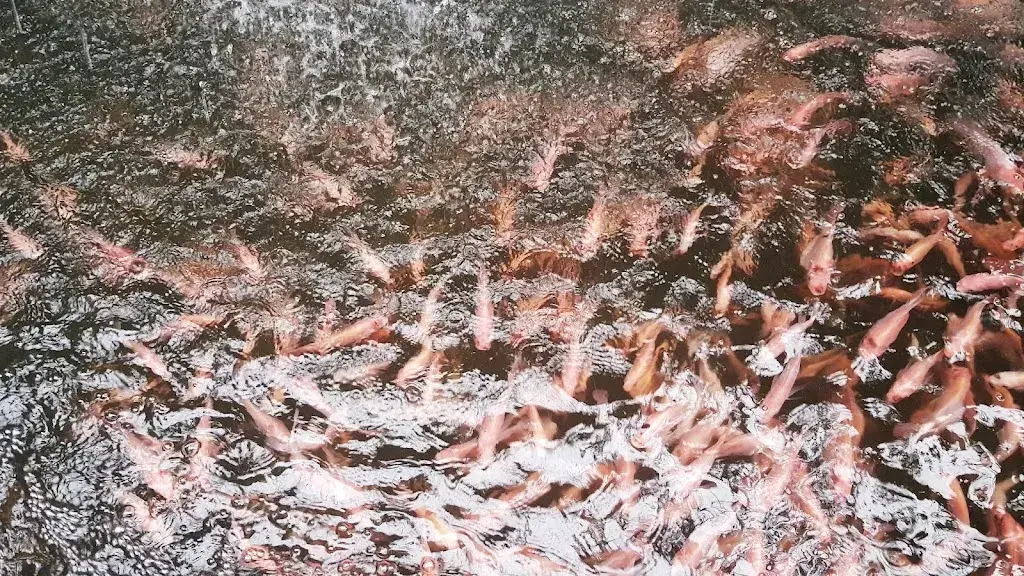 Alejandro Montiel_Tropenhaus Wolhusen_Wolhusen_avis