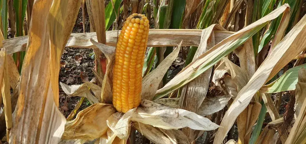 Menu_Kollerhuus_Schenkon_image_7