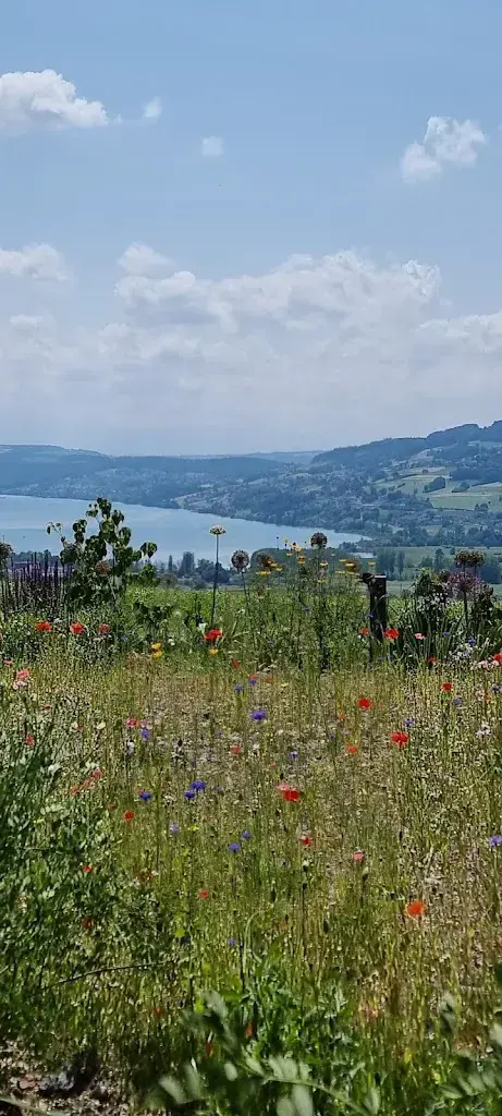 Roy Bridgewater_Eichberg_Seengen_review