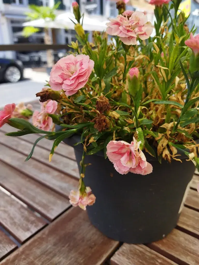 Andy_City Café & Lounge_Willisau_review