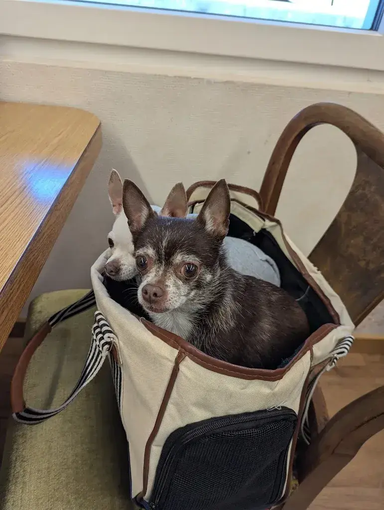 Florence Rebholz_Kaffeeladen Adelheid_Erstfeld_avis