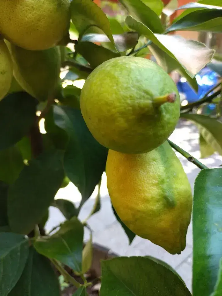 Bernhard Schmid_Azienda_Ittigen_avis