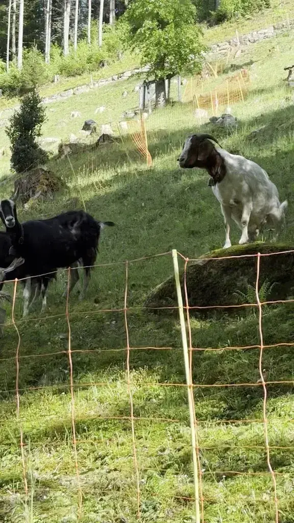 Carly Unwin_Volligen_Seelisberg_review