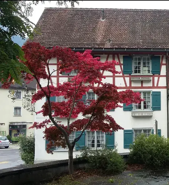 Natt BB_Gasthof zum Löwen_Mollis_review