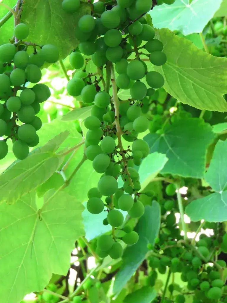 Adel Salti_Gasthof zum Löwen_Mollis_review