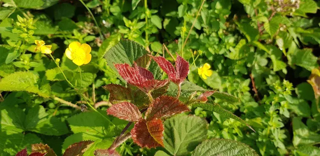 Menu_Leuggelen_Nidfurn_image_2