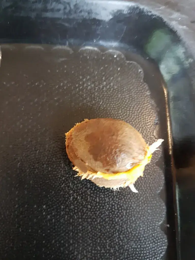 Menu_Esscube_Rotkreuz_image_6