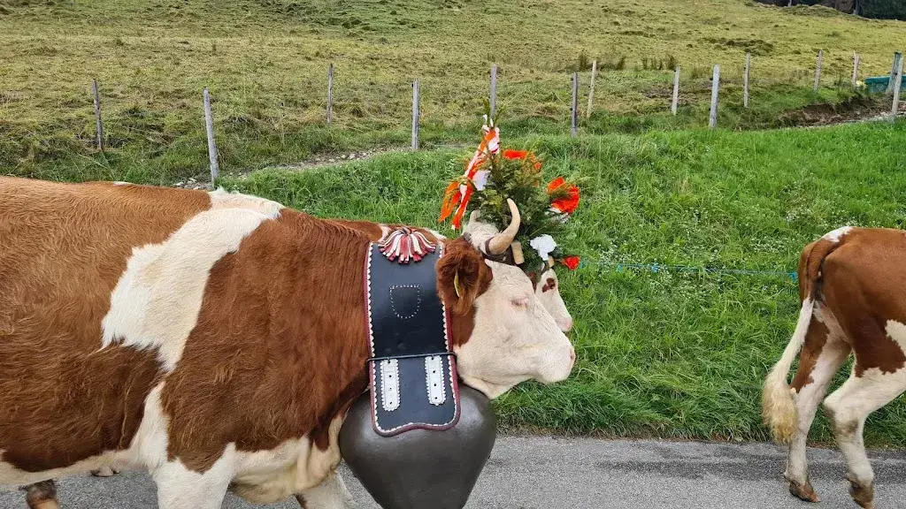 Anja Zwiebel_Alp Burlaya_Plaffeien_avis