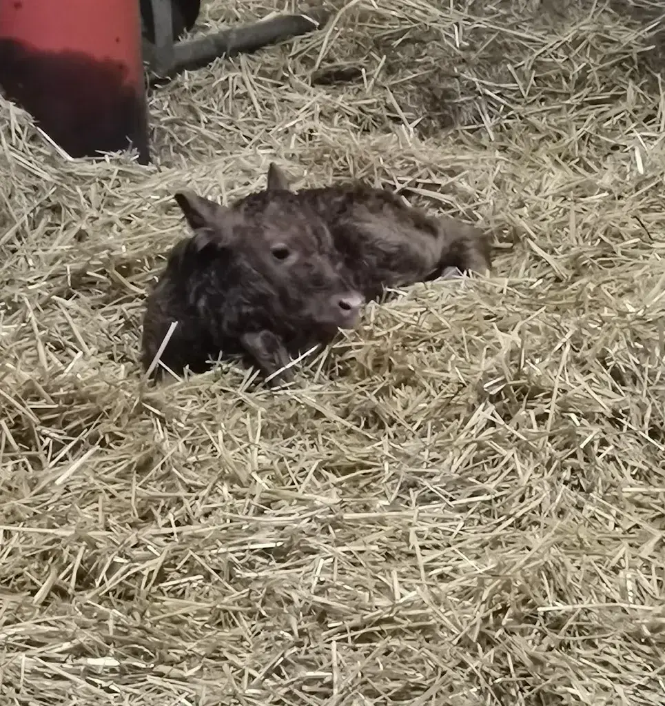 Richu_8r_Night-Club Revolver_Wünnewil-Flamatt_avis