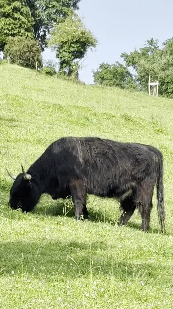 May May may (May may)_Restaurant Blüemlisalp_Alterswil_avis