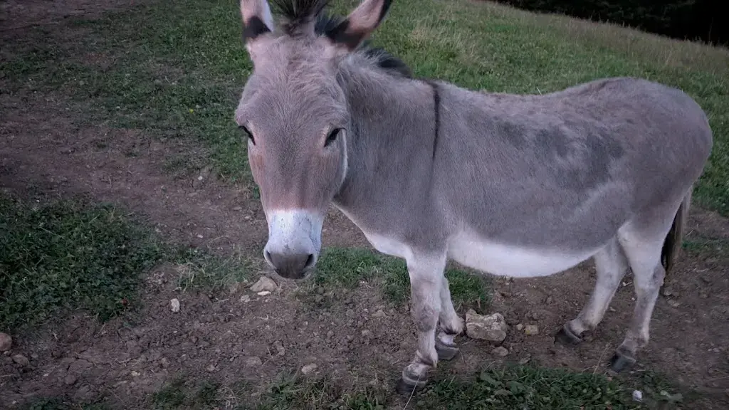 Clément Humbert_Restaurant Blüemlismatt_Egerkingen_avis