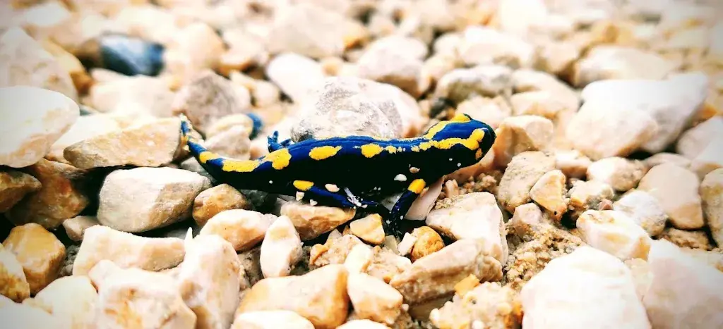 Menu_Bergrestaurant Bettlachberg_Bettlach_image_5