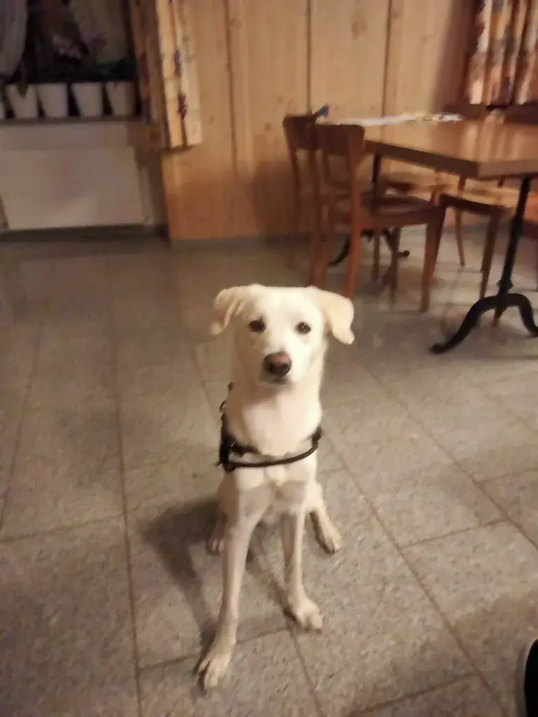 Fabio K._Gasthof Engel Kleinlützel GmbH_Kleinlützel_review