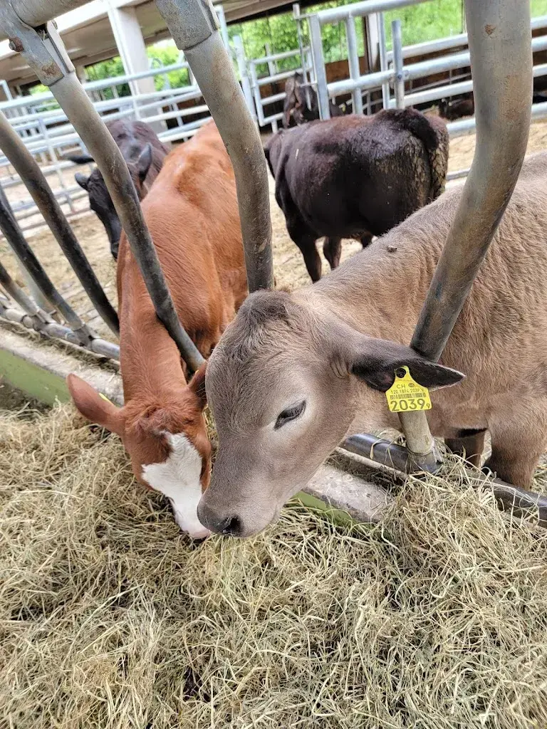 linda gotsmann_Schällenursli_Binningen_reseña